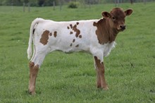 DW FAST DRY X WS HYDRO 2023 HEIFER