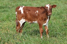 TEMPT VAINLY X RE LOAD 2021 BULL CALF