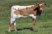 DW DANCE POINT X MC MR. BIG STUFF 2023 HEIFER