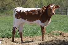 DW DANCE POINT X MC MR. BIG STUFF 2023 HEIFER