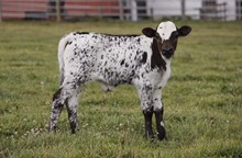 NOBLE DROP X RE LOAD 2022 BULL