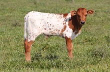 KUTE KIMBER X RE LOAD 2022 BULL 