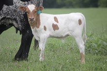 KILLER ROSE BULL