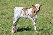 DW HOPIN SHES LOADED X MC MR BIG STUFF 2025 HEIFER