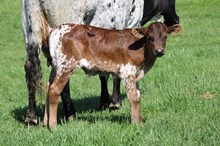   NO HOW X FINE FOREVER 2025 BULL
