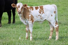DW HOPIN SHES LOADED X MC MR BIG STUFF 2025 HEIFER