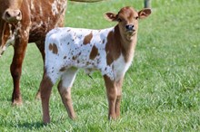DW SWEET STUFF X HEADS UP 2025 HEIFER