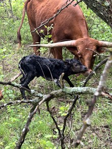 Cherry x ReBar bull