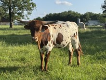 SLL SUNRISE RUBY