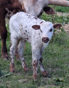 ReBar x Belinda Heifer 