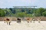 Stampede 
