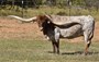 DW FAST STUFF 109”+ Tip to tip . photo credit Whitlock Longhorns 