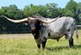 HL HEADS UP photo credit Hudson Longhorns 