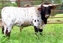 HL HEADS UP photo credit Hudson Longhorns 