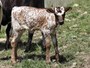DW NOBLE SKY pictured at a few days old.