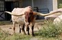 DW FAST STUFF 9/23/23 99” T2T one of the fastest growing females at the time sold for $275,000 at Legends Sale in Duncan, Oklahoma.