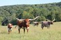 Progeny of the great DANCER cow . DW BIG DANCE , TOP CONTEST, AND DANCE CONTEST 