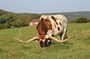 KUTE KIMBER  94”+ TTT. Full sister to one of the top sires of all time DRAG IRON 